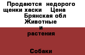 Продаются  недорого щенки хаски  › Цена ­ 5-7000 - Брянская обл. Животные и растения » Собаки   